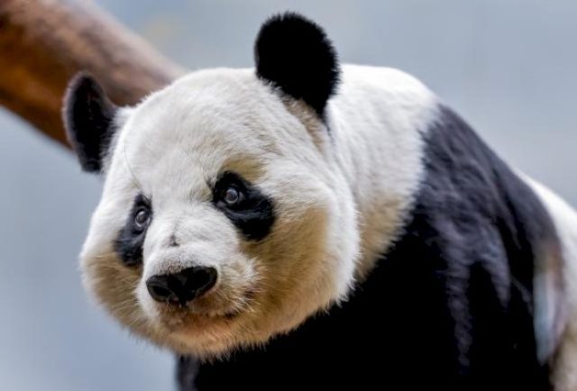 crece-el-numero-de-pandas-libres-en-china