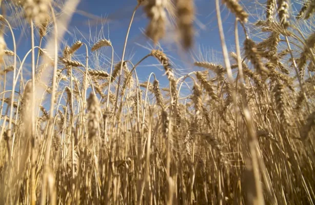 argentina-podra-exportar-trigo-a-china-—-opi-santa-cruz